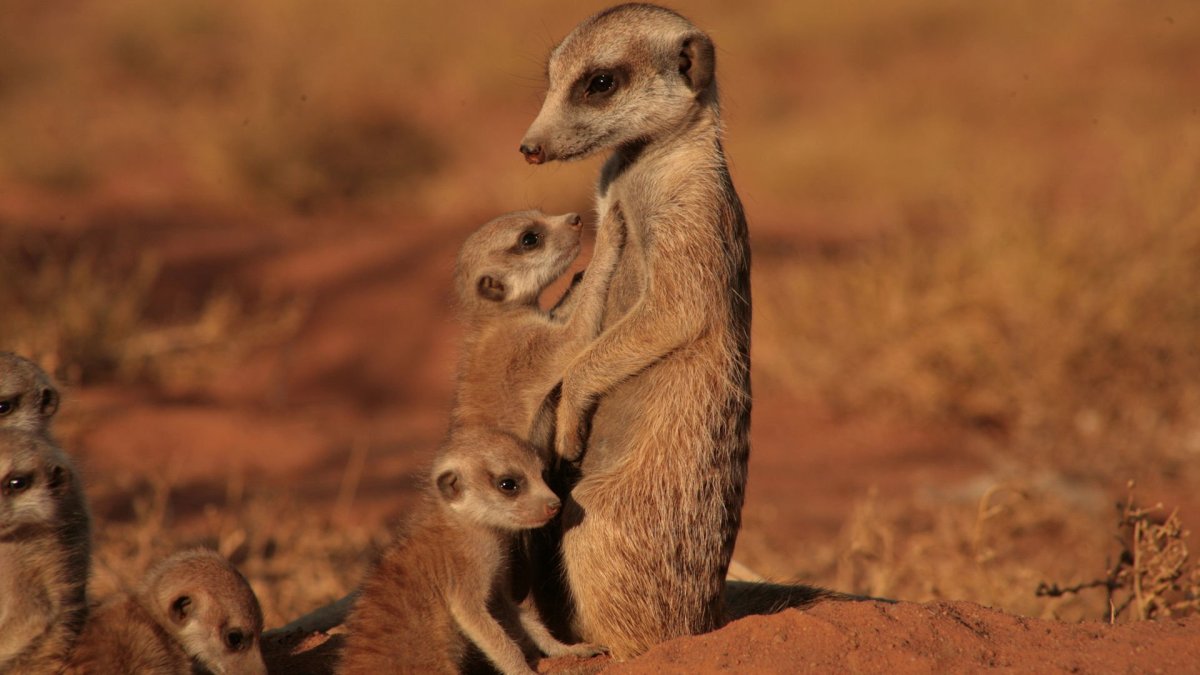 CD сурикаты the Meerkats, 2008