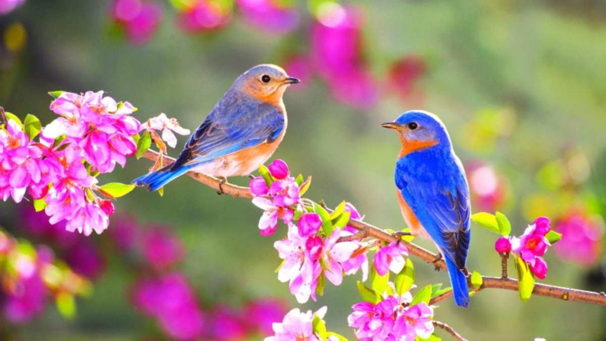 Природа птицы
