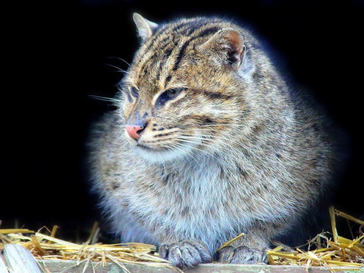 Енотовая кошка Дикая