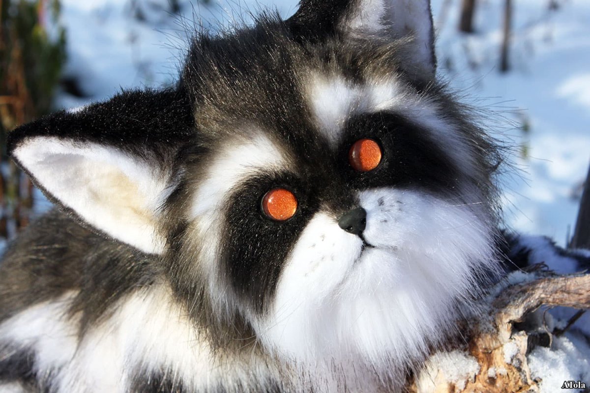 Енотовидная кошка фото