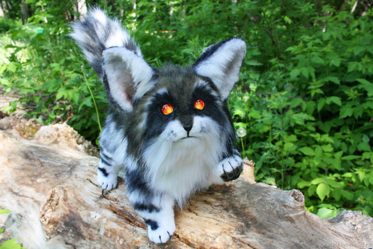 Кошачий енот