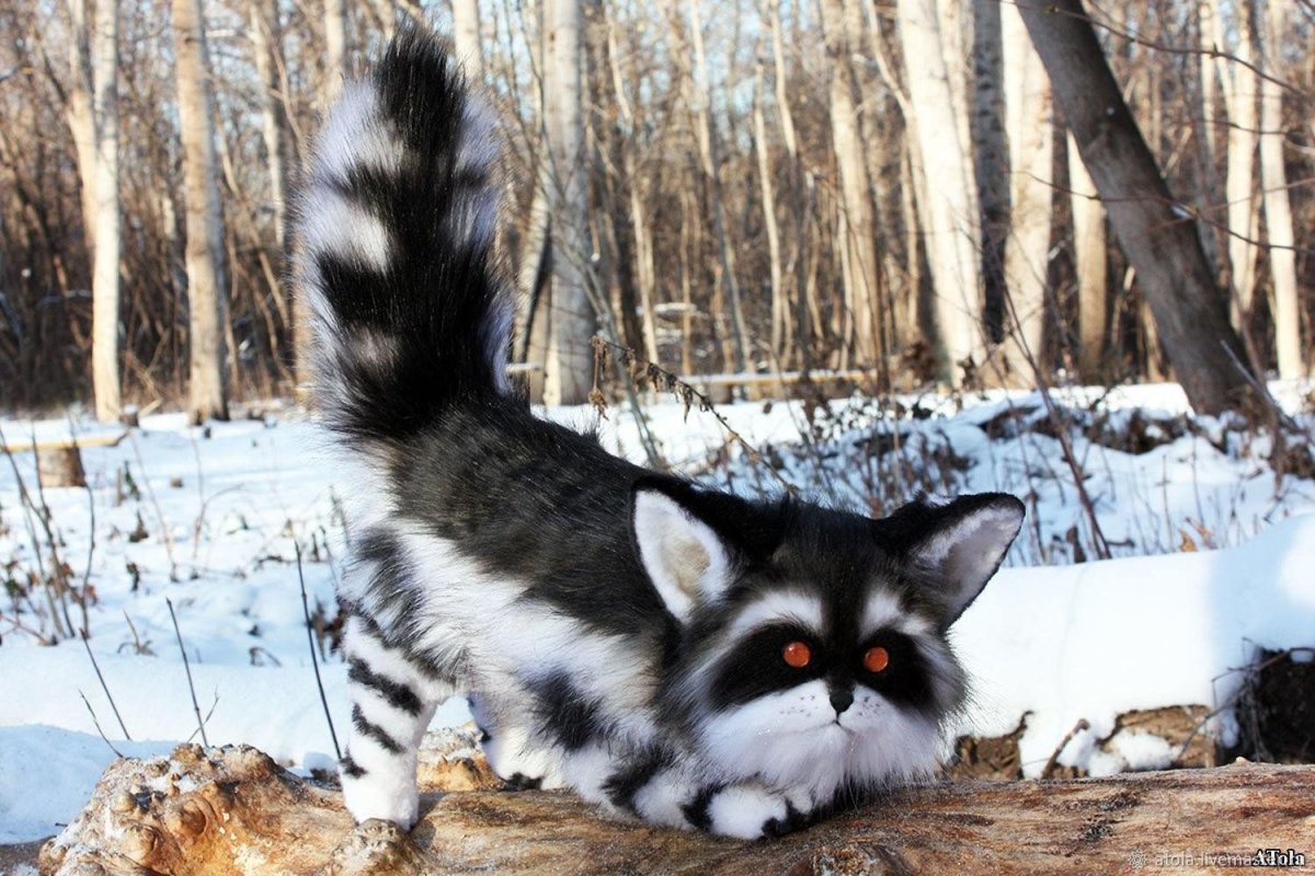 Енотовидная кошка