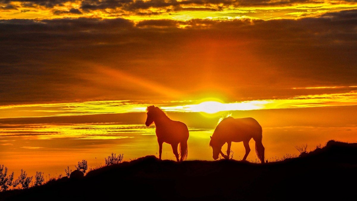 Horseman Sunset