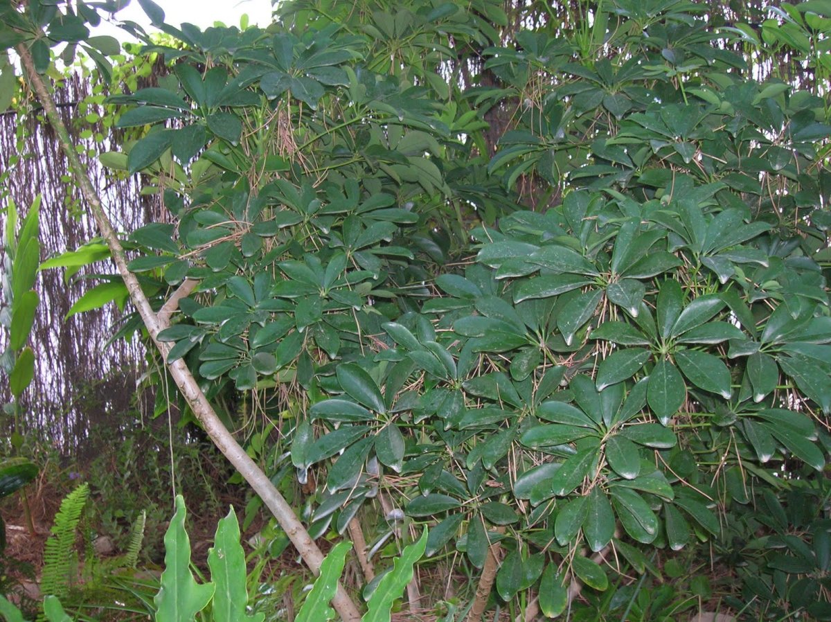 Schefflera arboricola Дикая природа