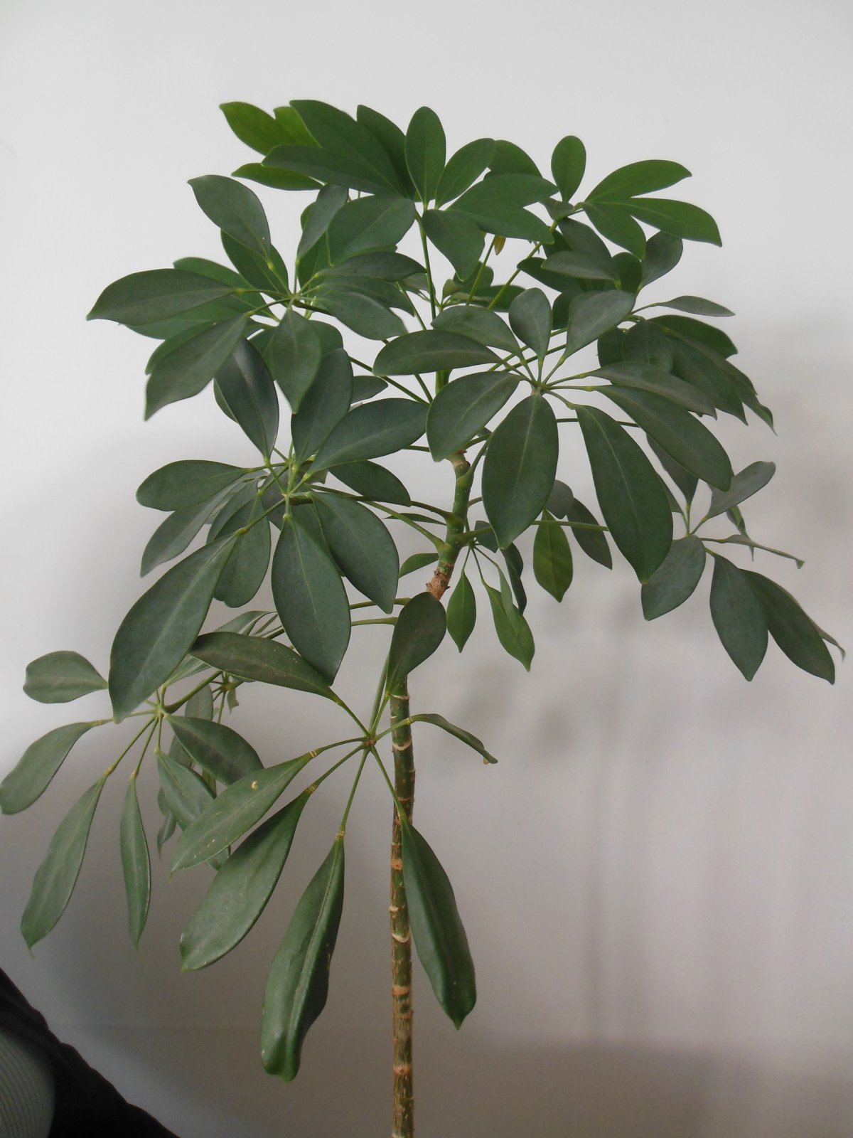 Шеффлера arboricola