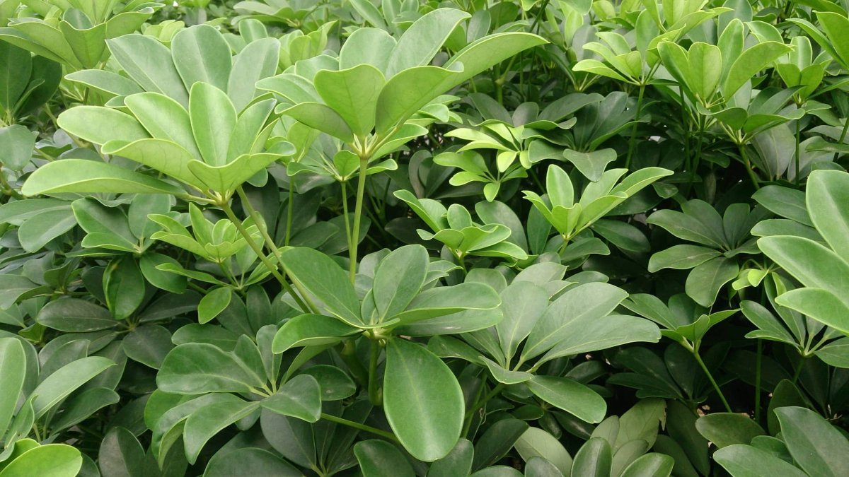 Schefflera arboricola (Umbrella Plants)