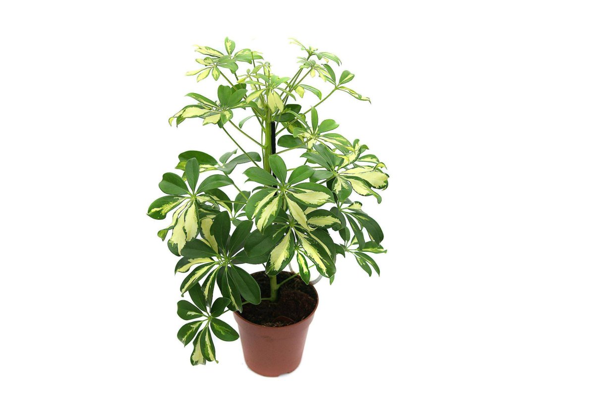 Schefflera arboricola цветок