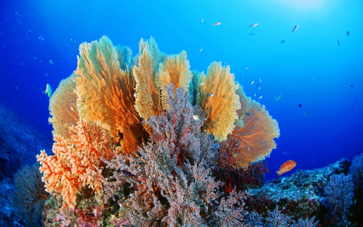 Красное море подводный мир кораллы
