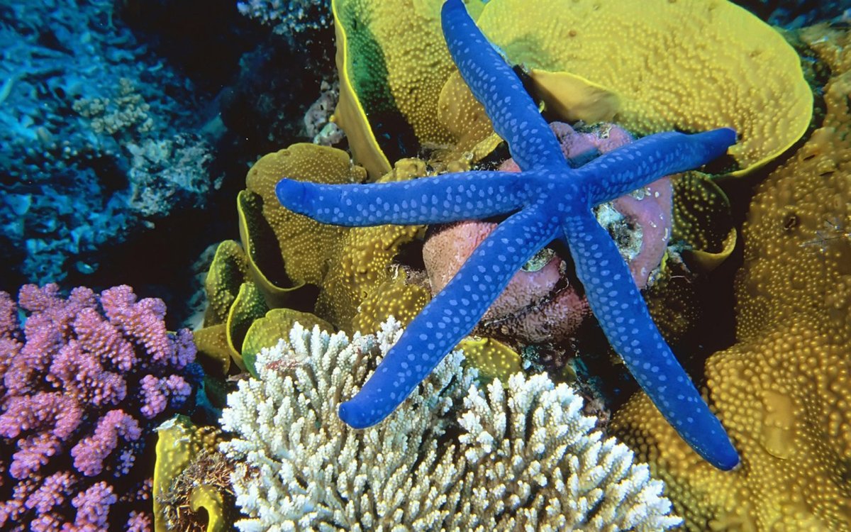 Морская звезда Linckia SP.
