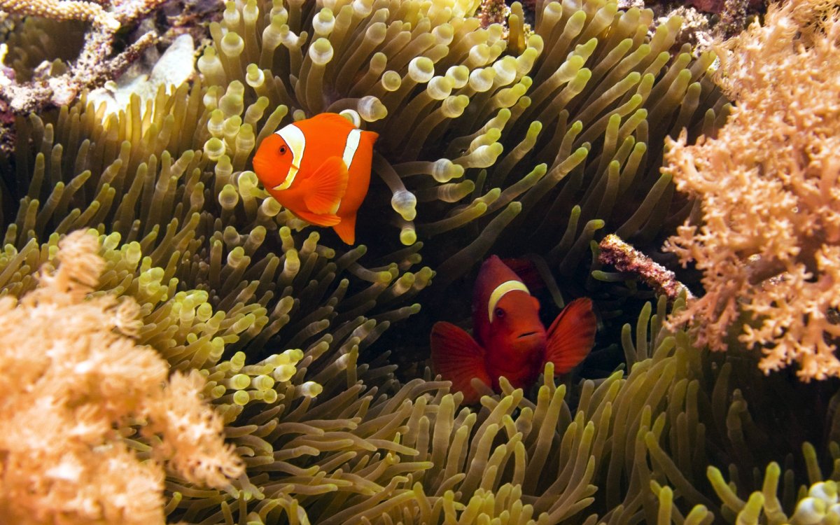 Красное море рыба клоун