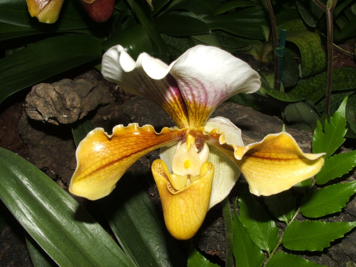 Orchidea Wikipedia Romina