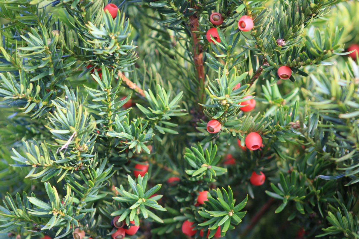Тис ягодный (Taxus baccata David p9)