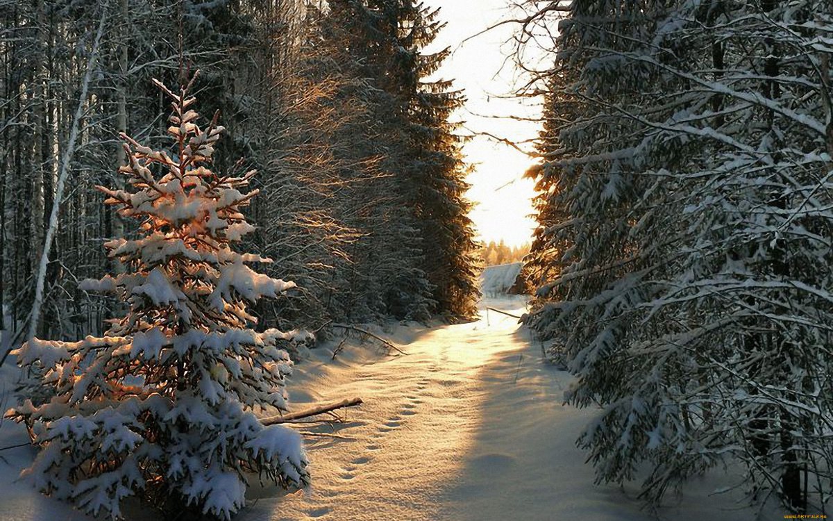 Зимний лес