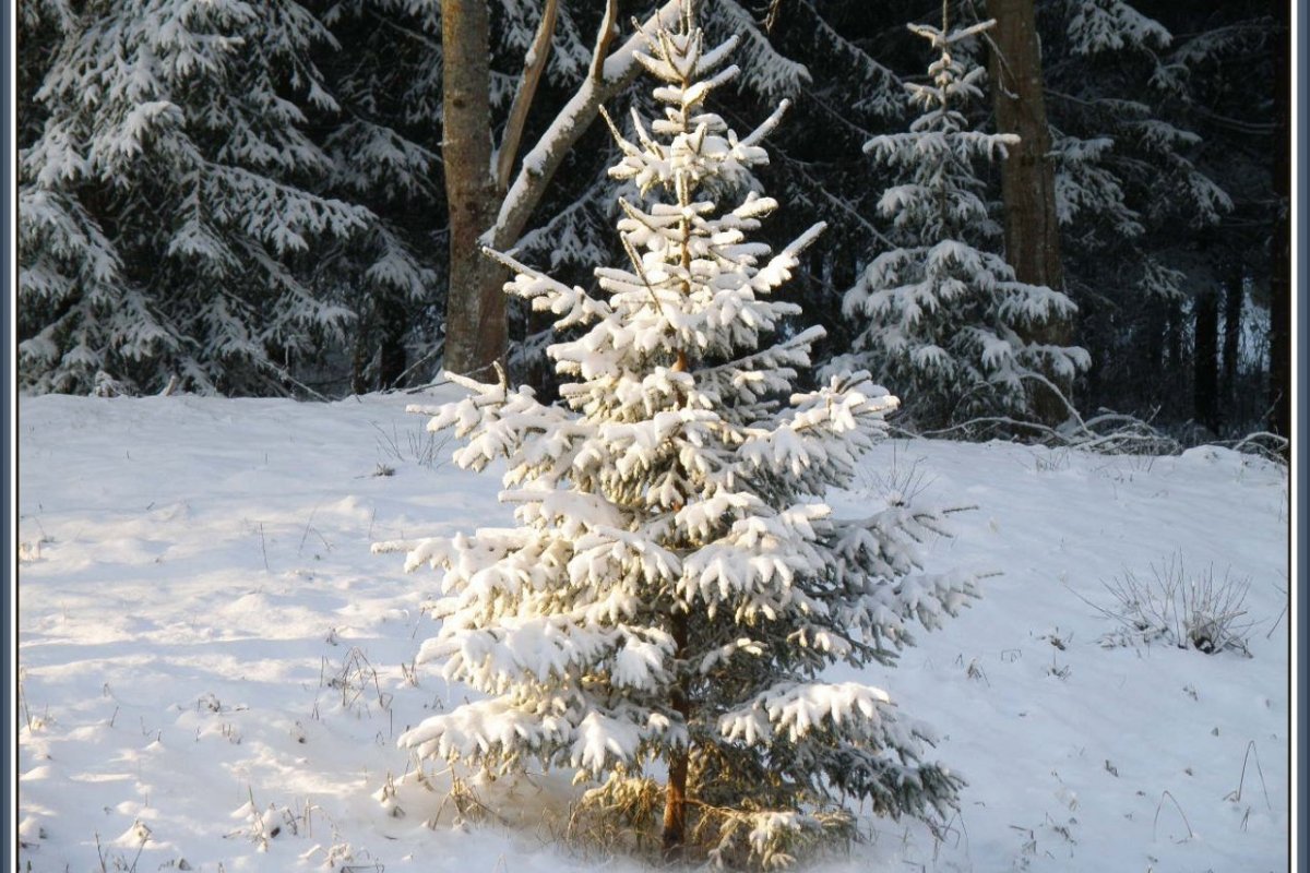 Елочка в зимнем лесу