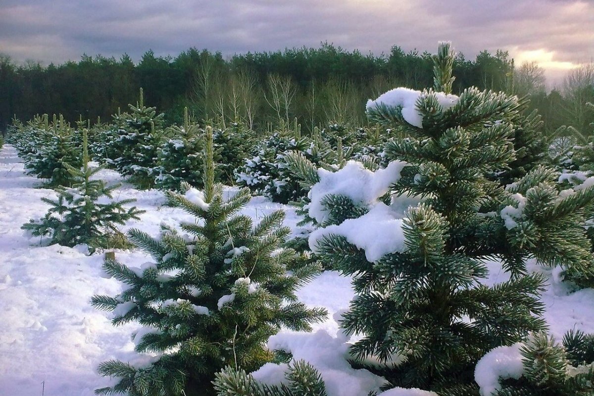 Маленькая елка в лесу