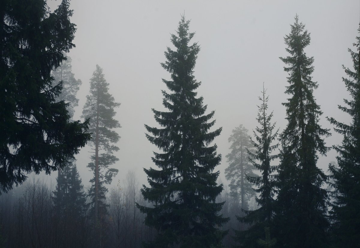 Мрачный еловый лес