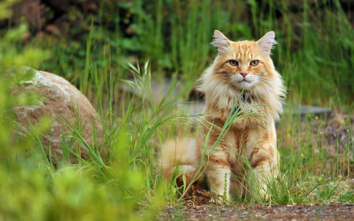 Коты в лесу