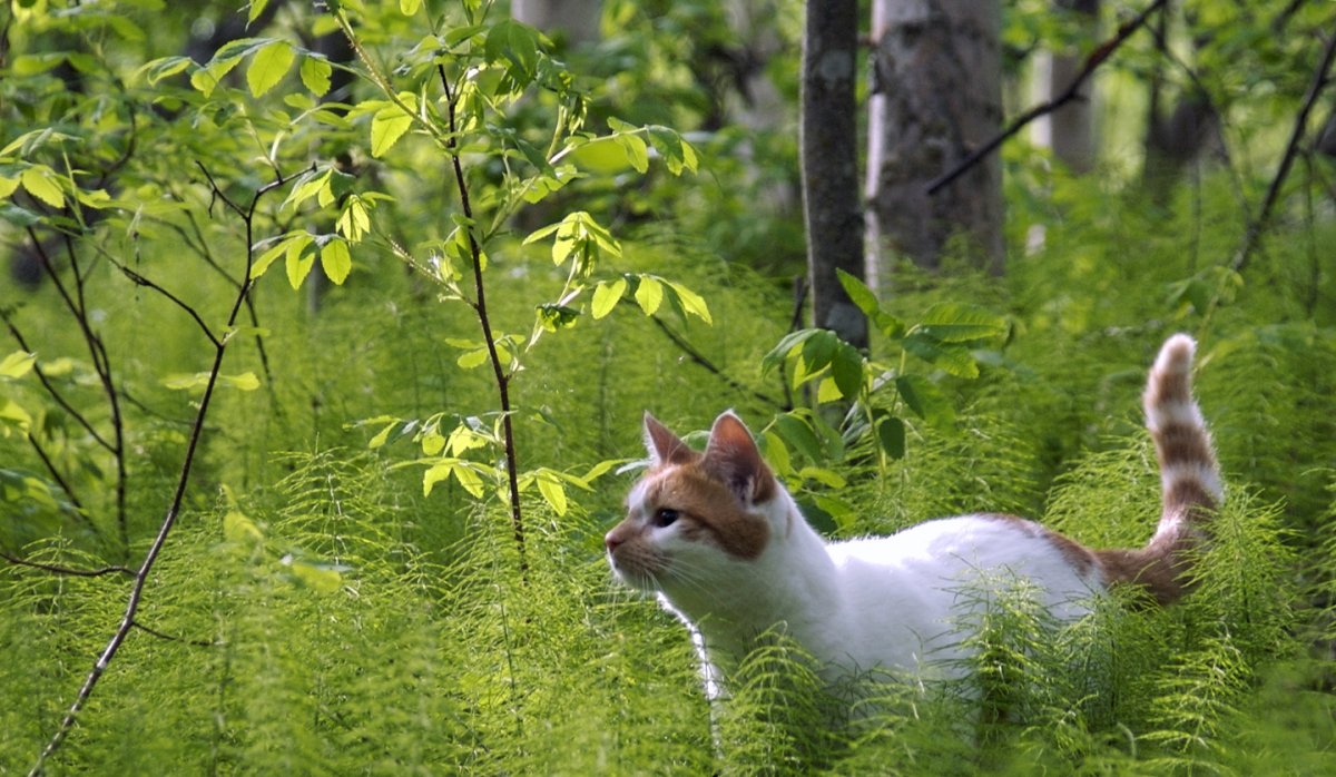 Кот в лесу