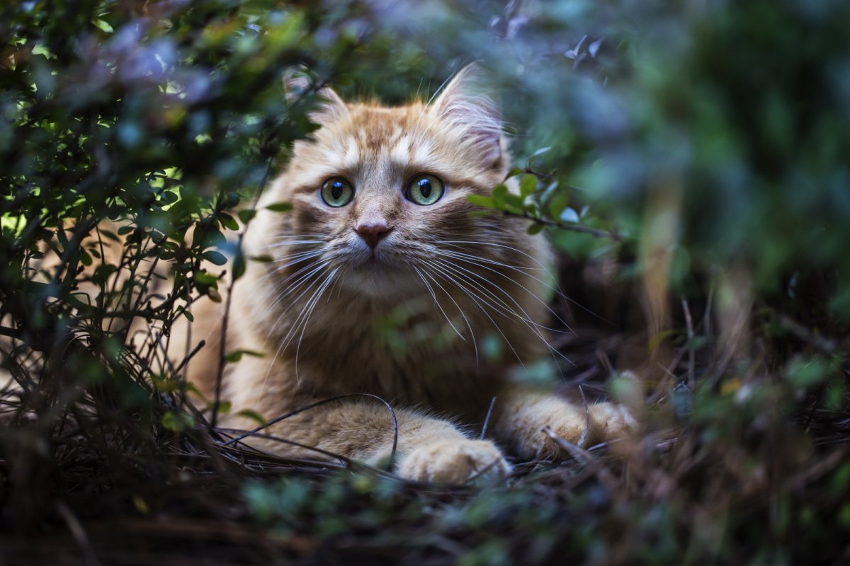 Кот в траве