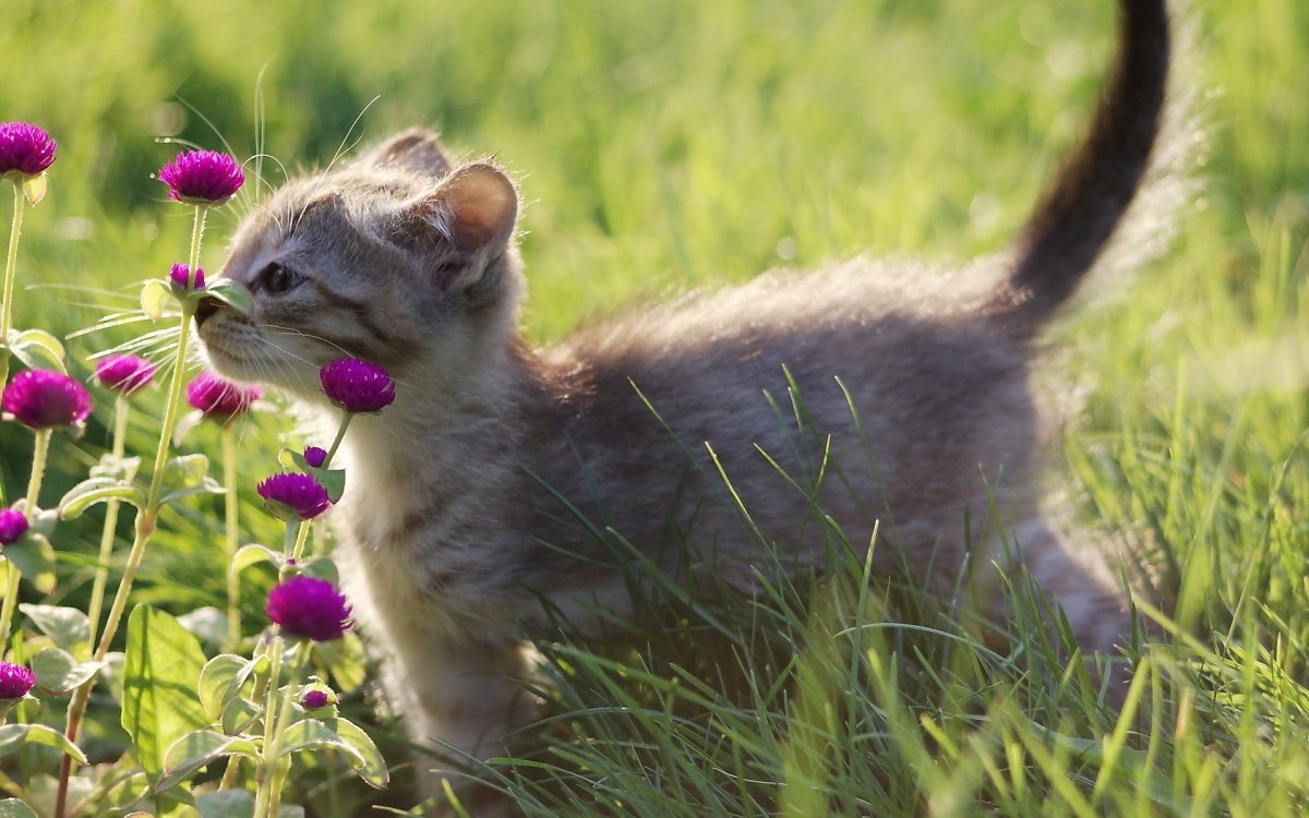Котята на природе