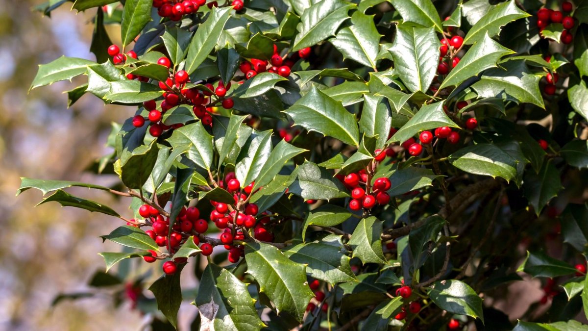 Падуб (остролист) – Holly