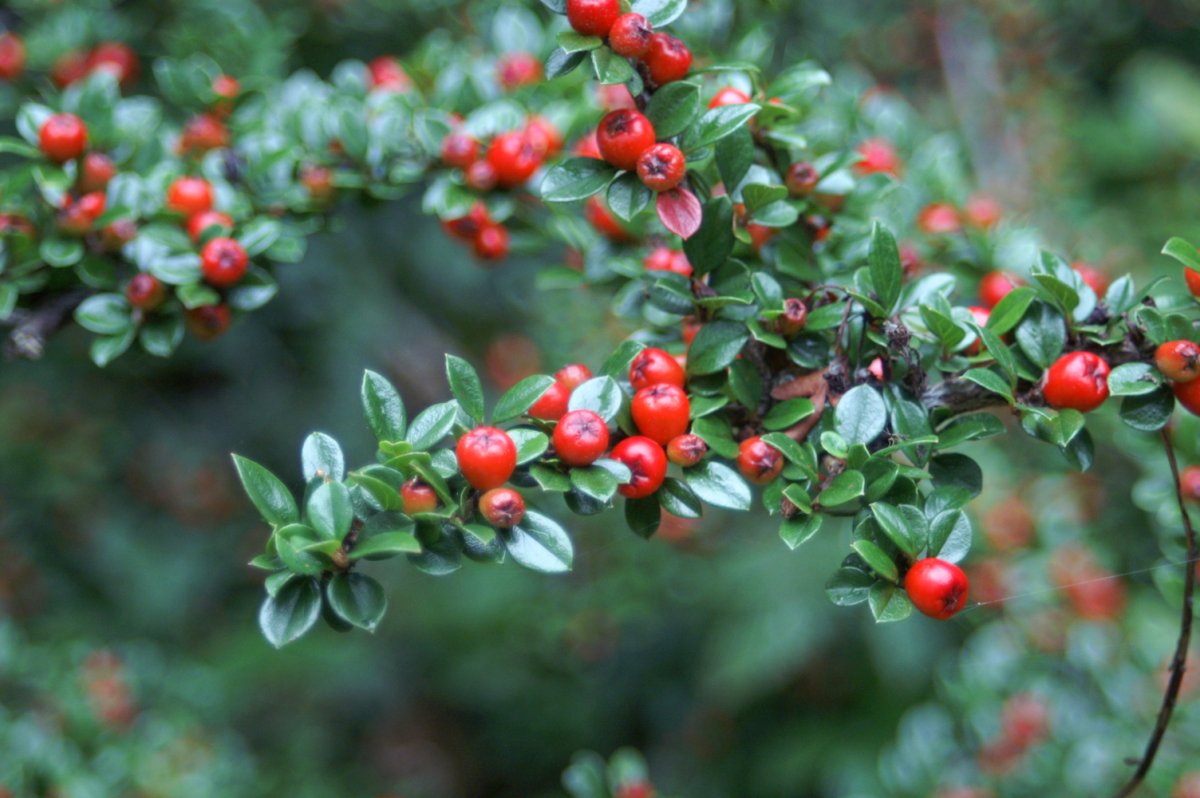 Кизильник (Cotoneaster)