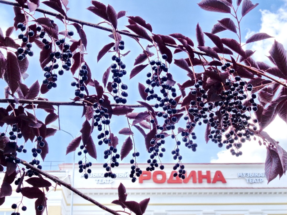 Поел черемухи