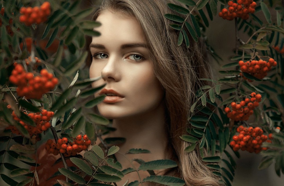 Ион Суручану куст рябины