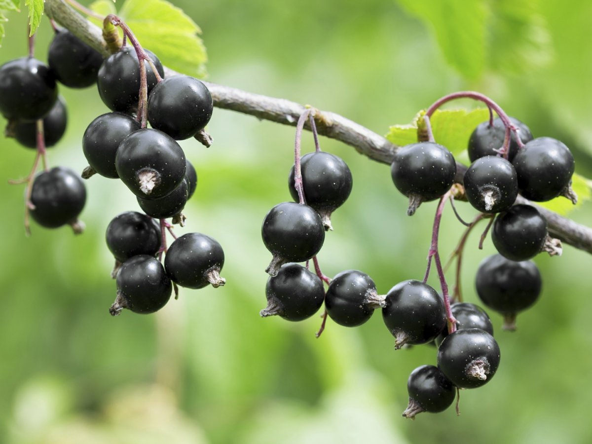 Смородина черная – ribes nigrum