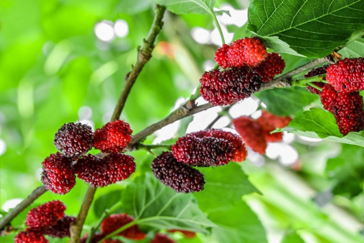 Mulberry Tree