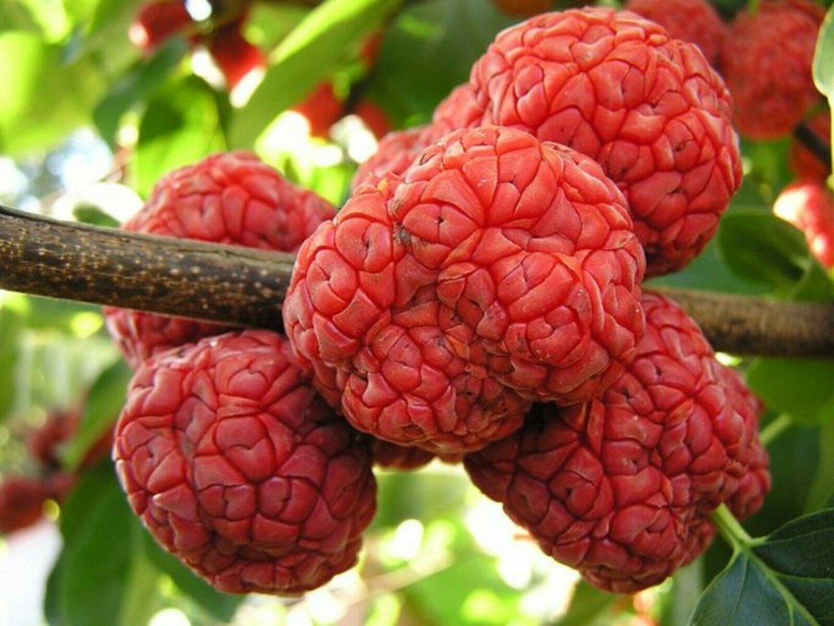 Кудрания клубничное дерево