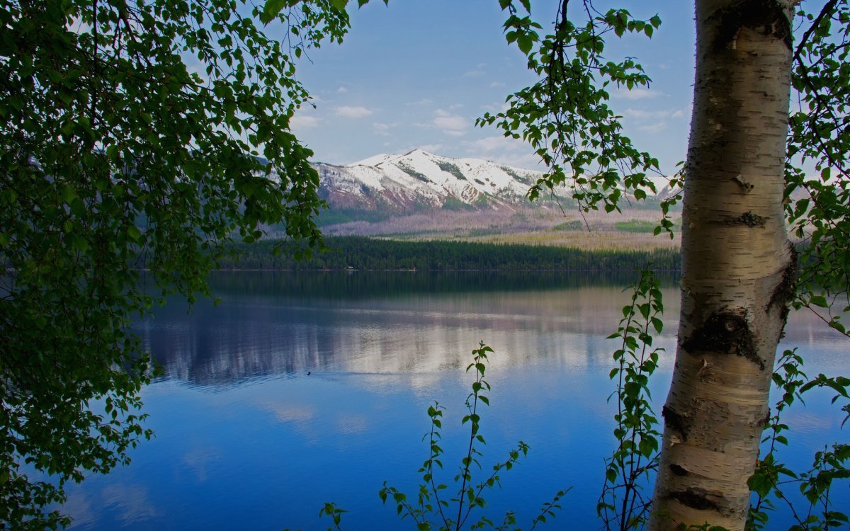 Природа Якутии березы