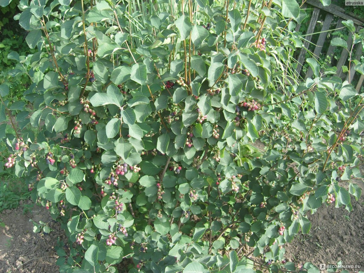 Ирга обыкновенная куст