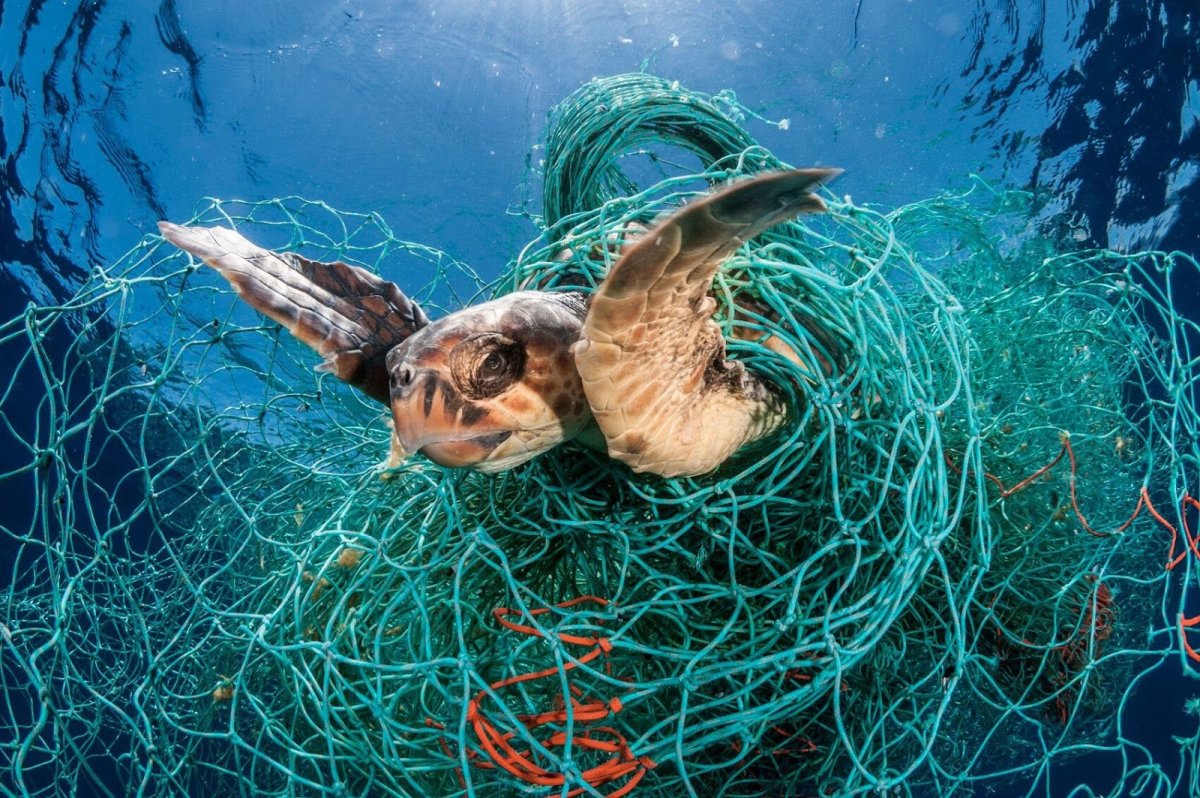 Пластик и морские обитатели