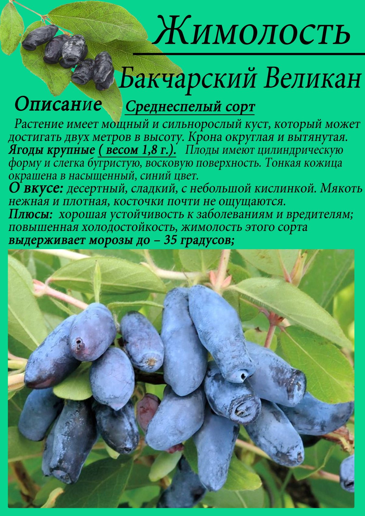 Жимолость Бакчарский великан