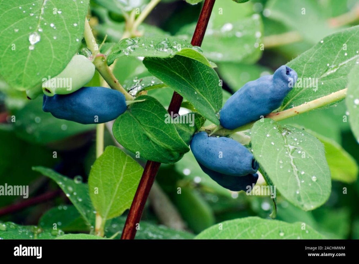 Жимолость съедобная (Lonicera edulis)