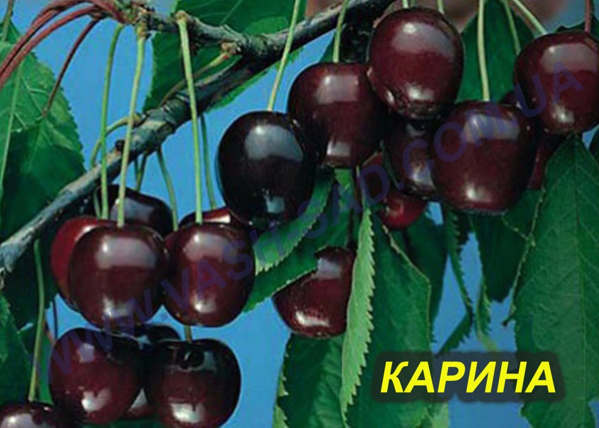 Черешня сорт Регина