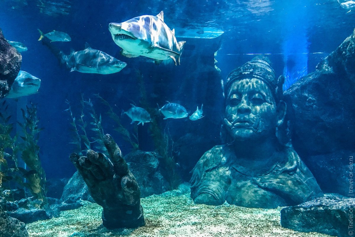 Аквариум Siam Ocean World