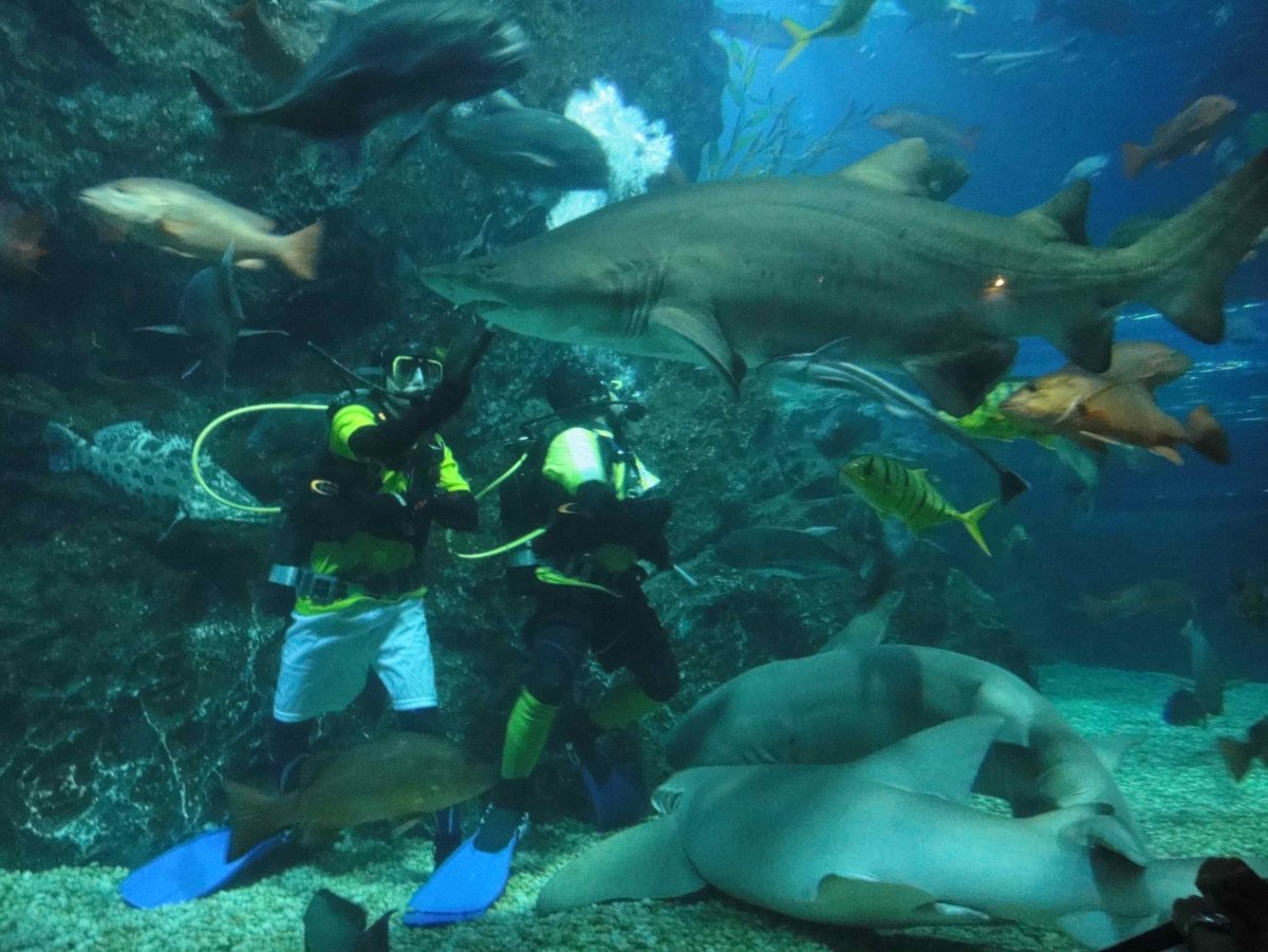 Ocean World океанариум
