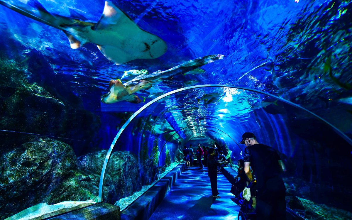 Бангкок океанариум Siam Ocean World