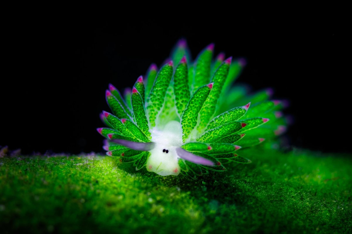 Costasiella kuroshimae - «морская Овечка»