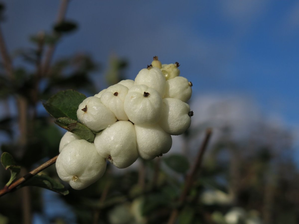Schneebeere - Symphoricarpos rivularis