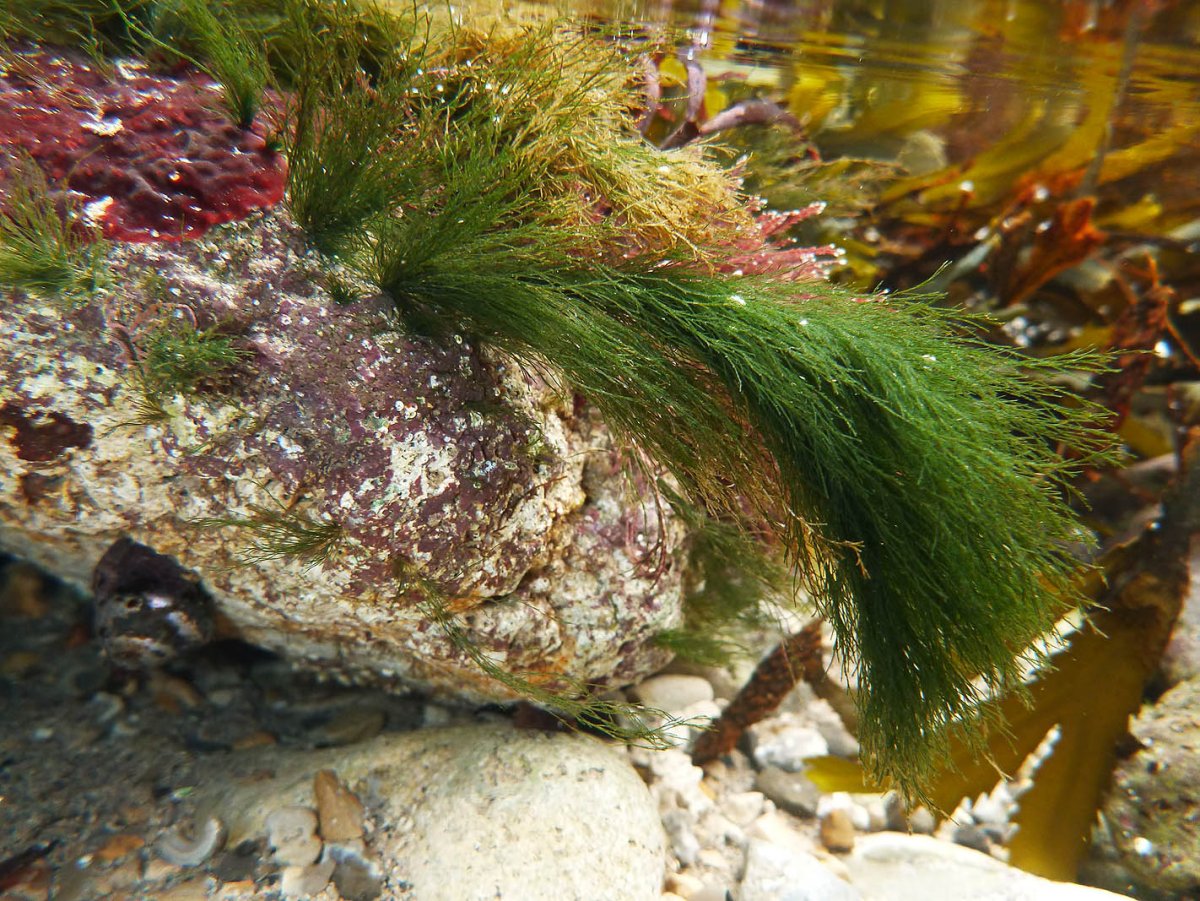 Cladophora rupestris