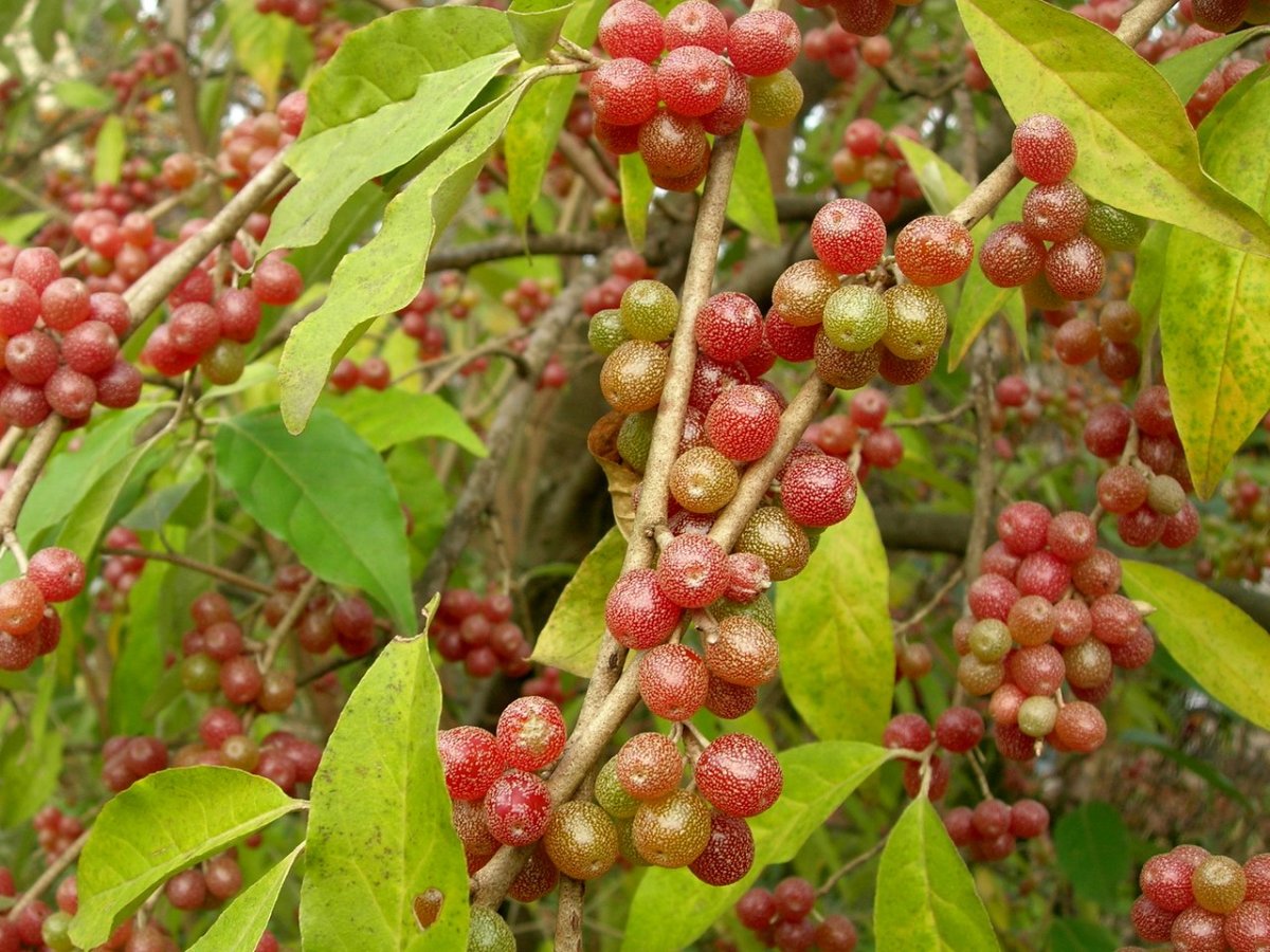 Elaeagnus umbellata