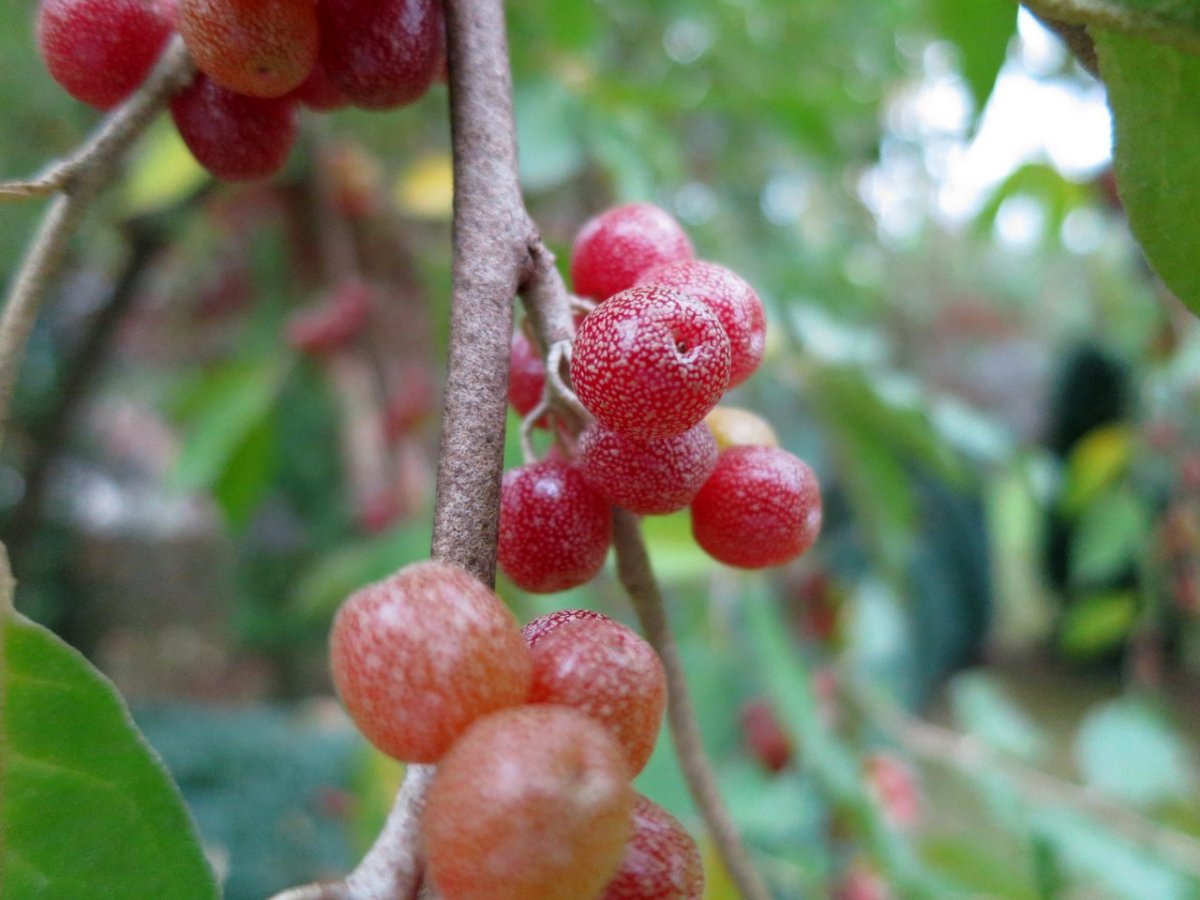 Elaeagnus umbellata