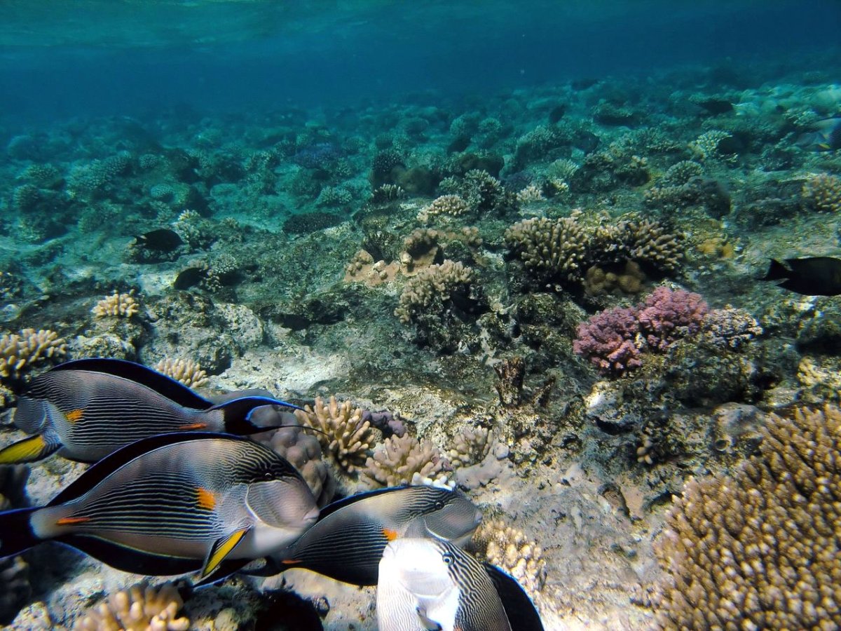 Красное море Египет Шарм-Эль-Шейх подводный мир