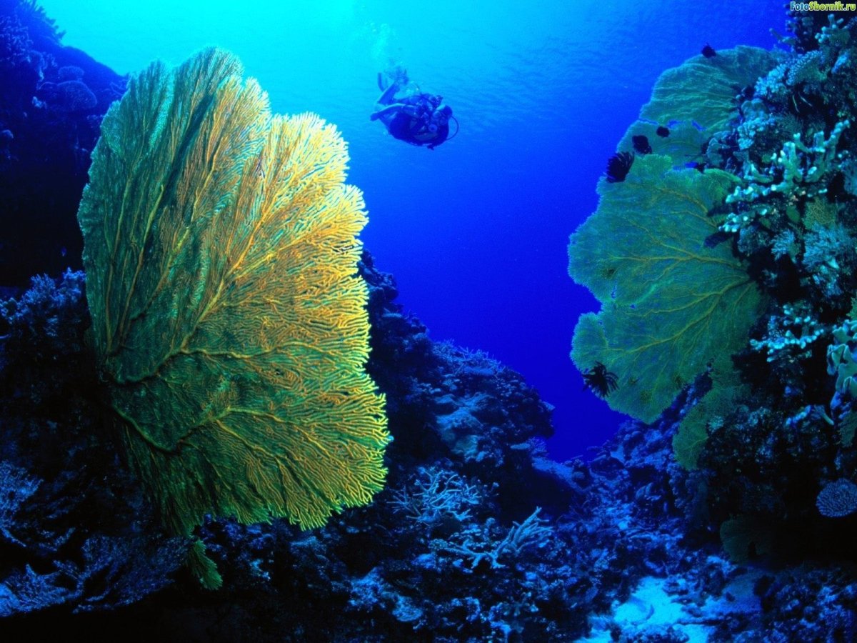 Морское дно