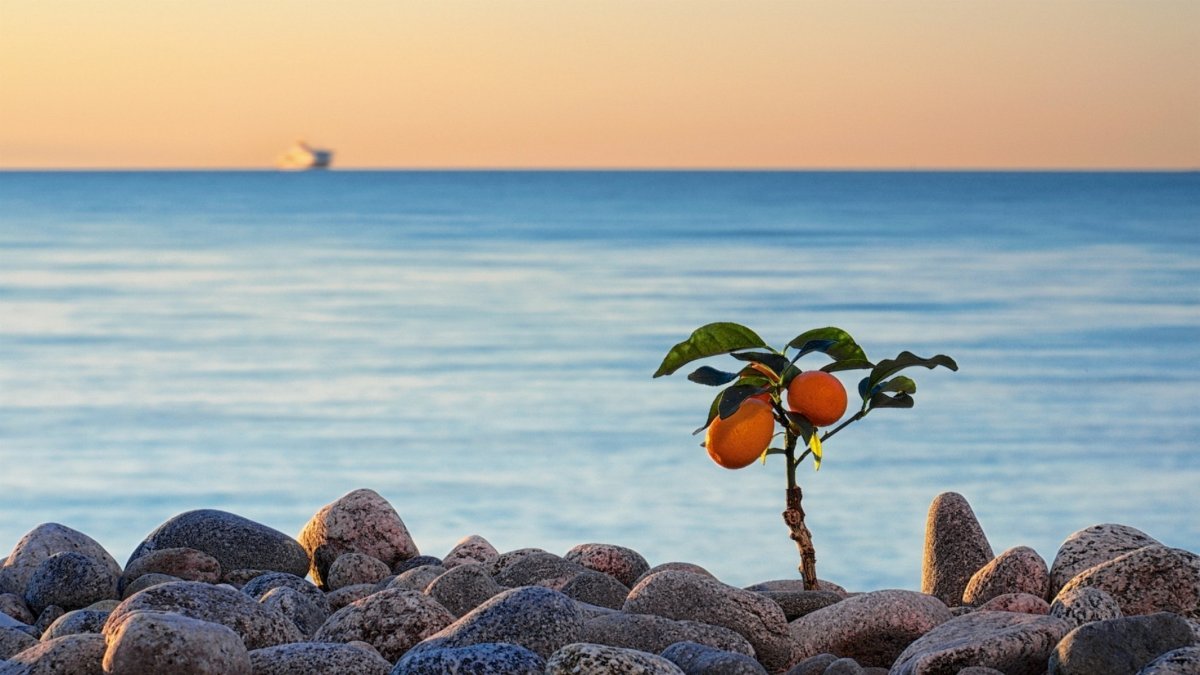 Абхазия мандарины море