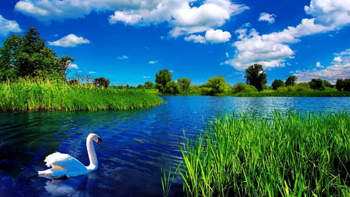 Белорусская природа картинки