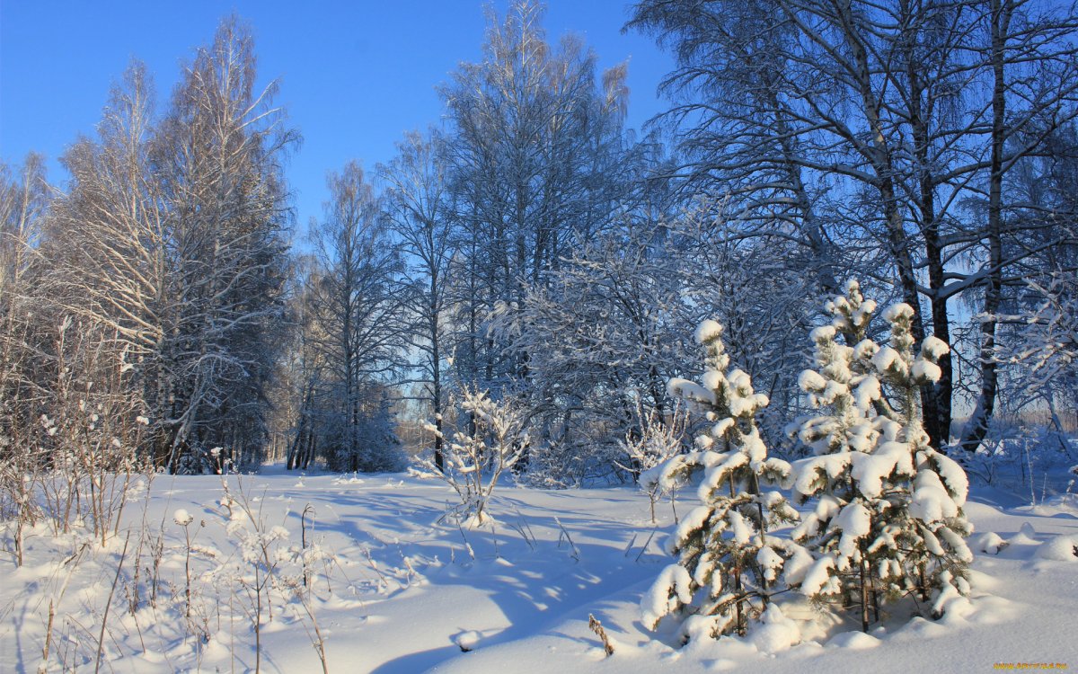 Ленинградская область зима